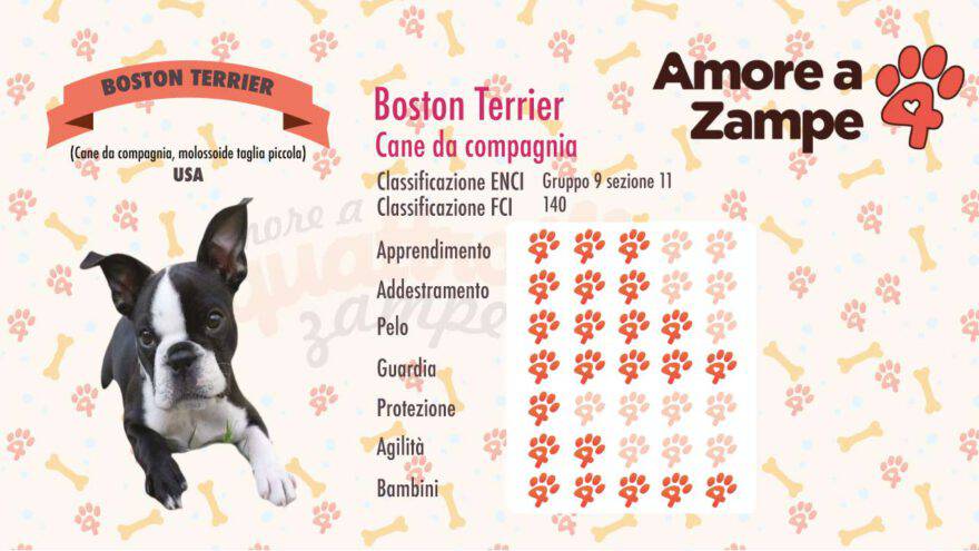 infografica cane BOSTON TERRIER new