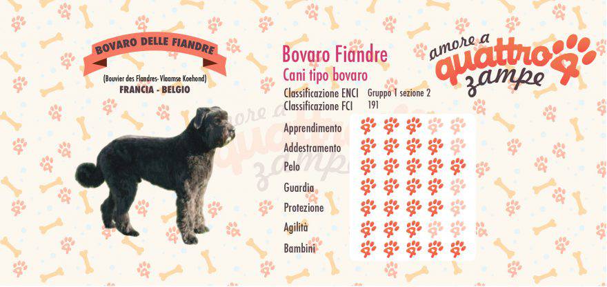 Bovaro Fiandre scheda razza