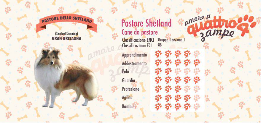 Pastore delle Shetland scheda razza