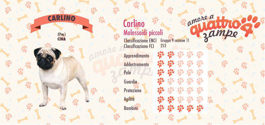 Carlino scheda razza