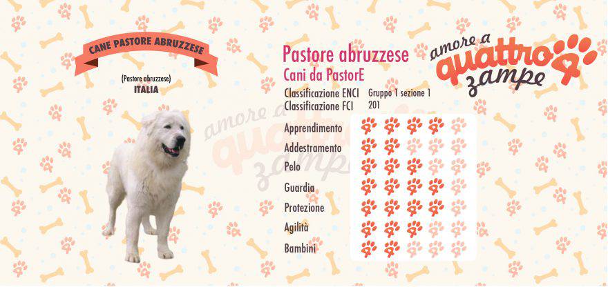 Cane pastore abruzzese scheda razza