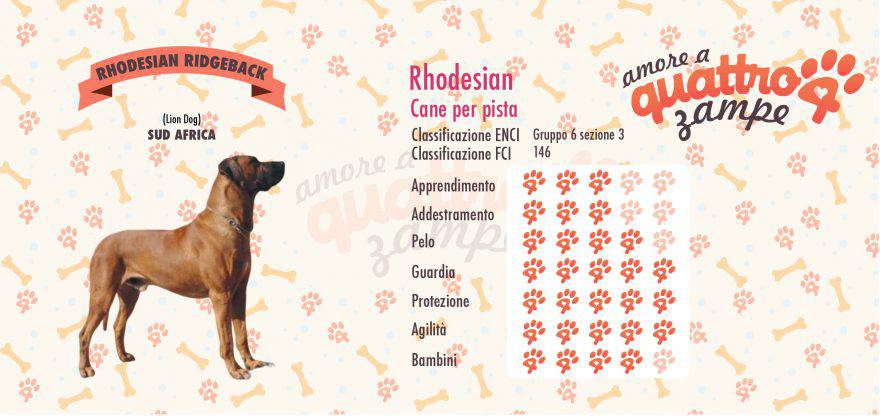 Rhodesian ridgeback scheda razza