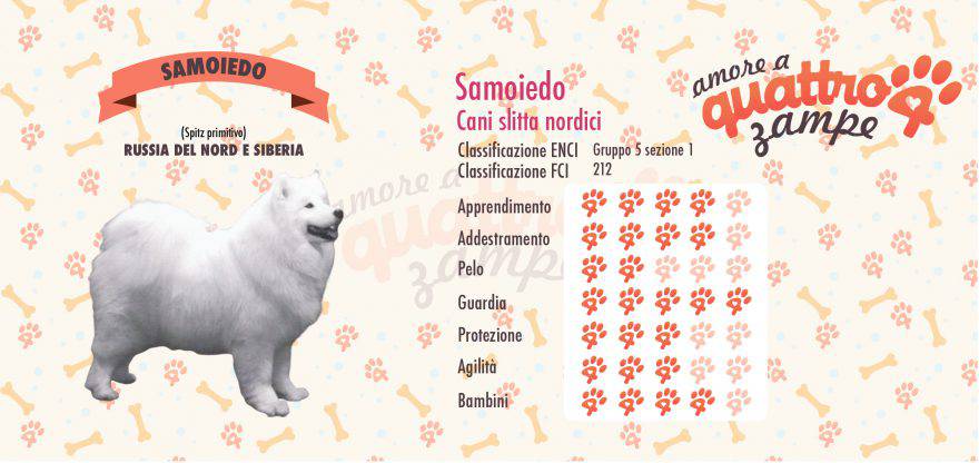 Samoiedo scheda razza