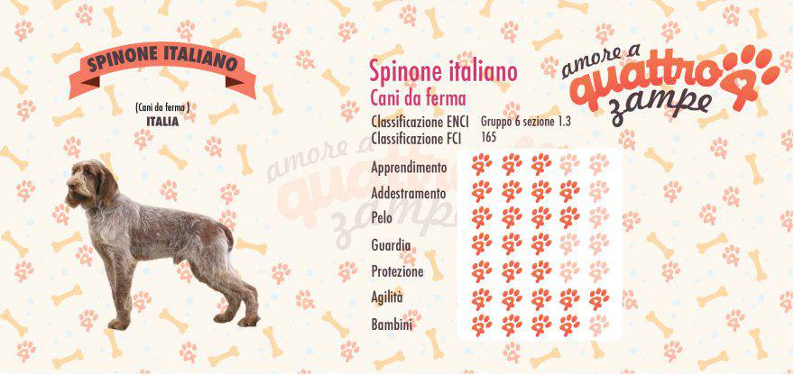 Spinone italiano scheda razza