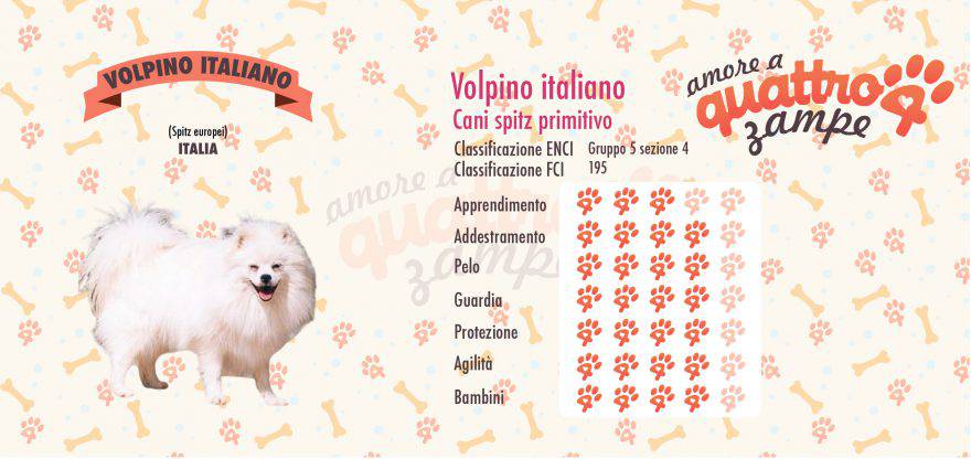 volpino italiano scheda razza
