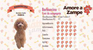 infografica cane barboncino new