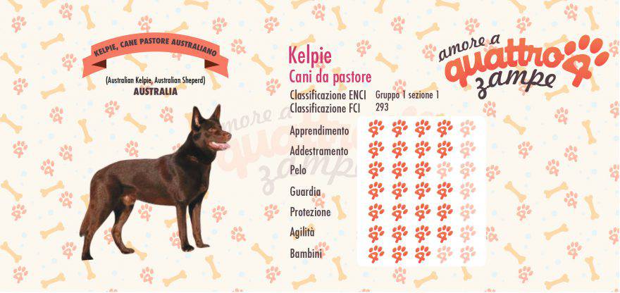 kelpie scheda razza