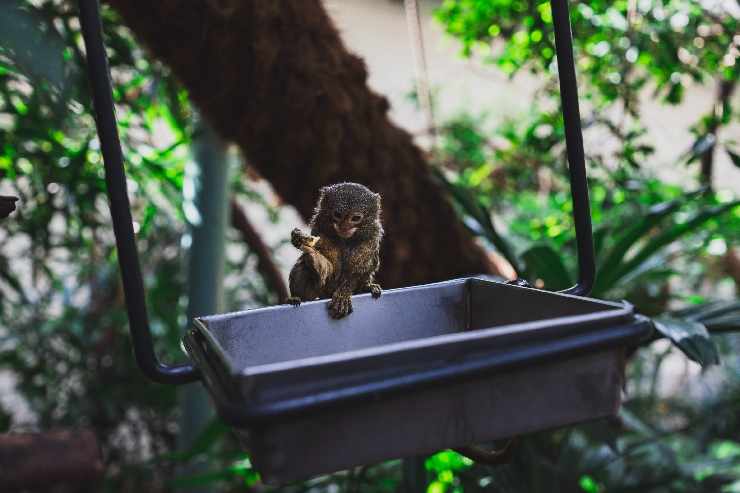 Cuccioli più piccoli del mondo