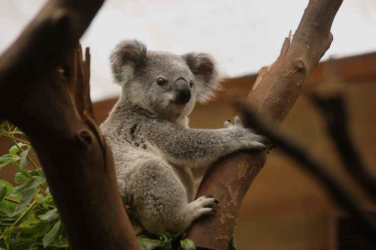 Il koala sull'albero (Foto Pixabay)