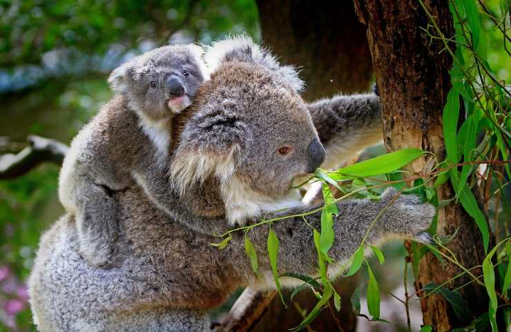 koala impronte digitali