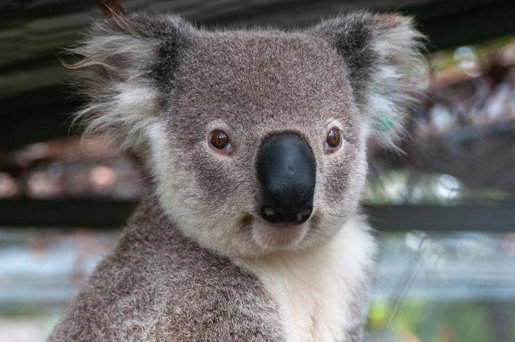 koala