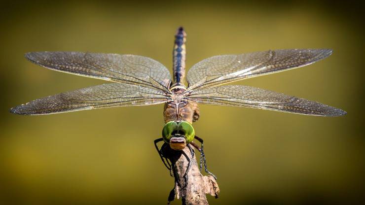 libellula