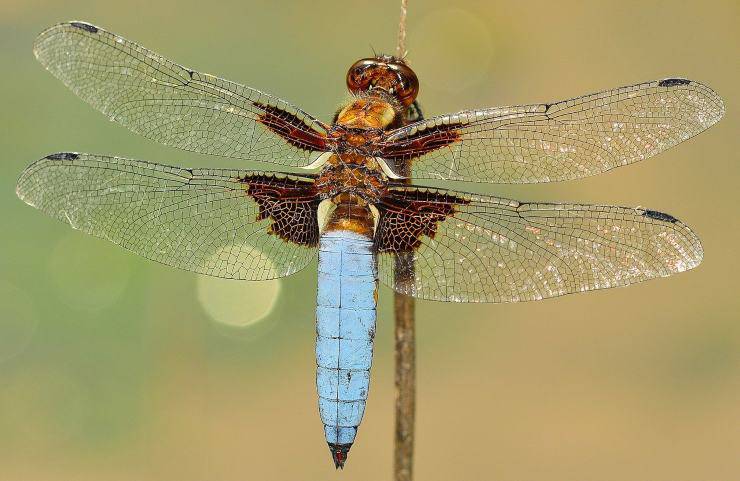 libellula