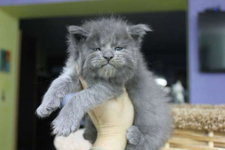 Felino di Maine Coon (Foto Instagram)