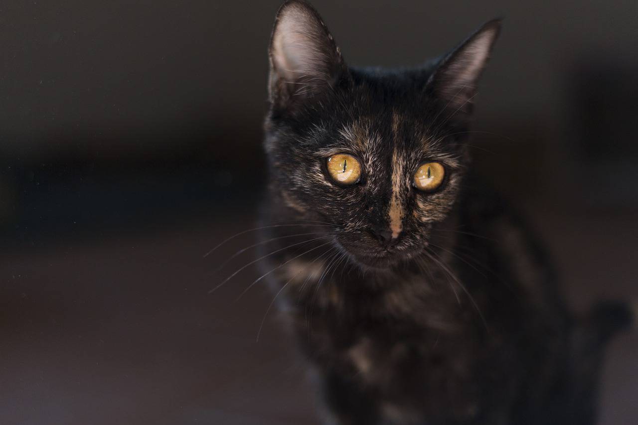 La dolcezza del gattino (Foto Pixabay)