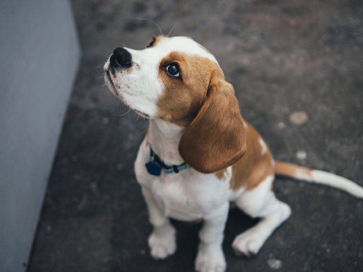 Insegnare al cane a non chiedere cibo