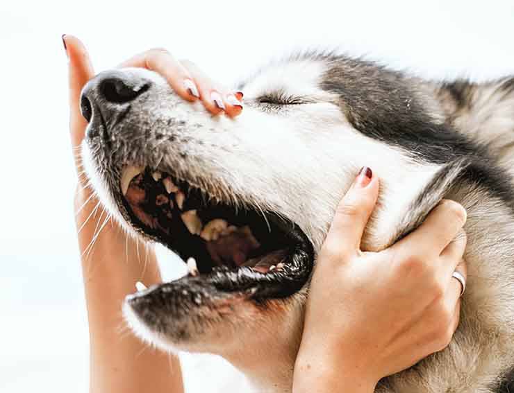 massaggio alla testa cane