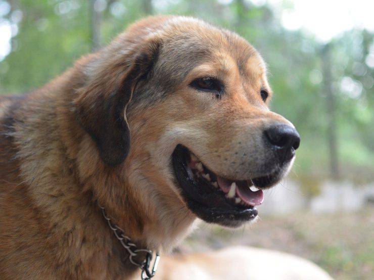 mastino tibetano