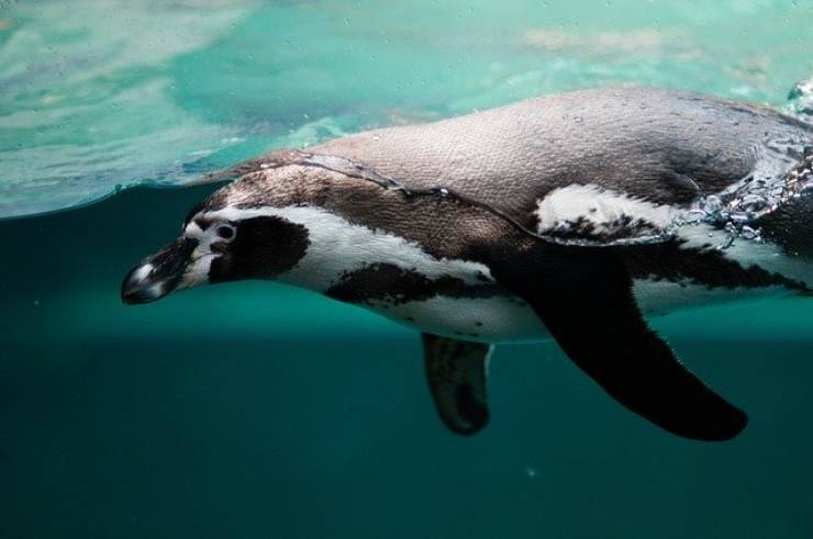 pinguino in acqua