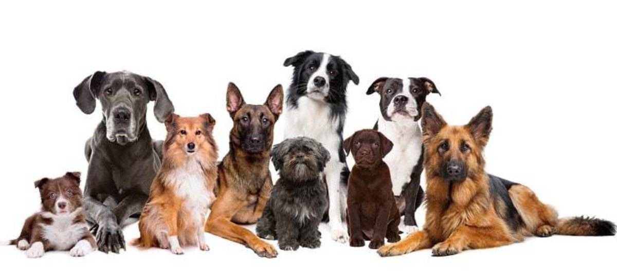 Le razze di cani più rare al mondo un elenco delle principali razze