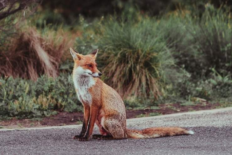 Animali di Esopo