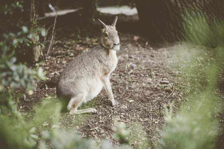 Animali di Esopo