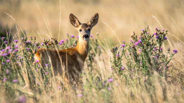 Il daino nel suo habitat (Foto Pixabay)