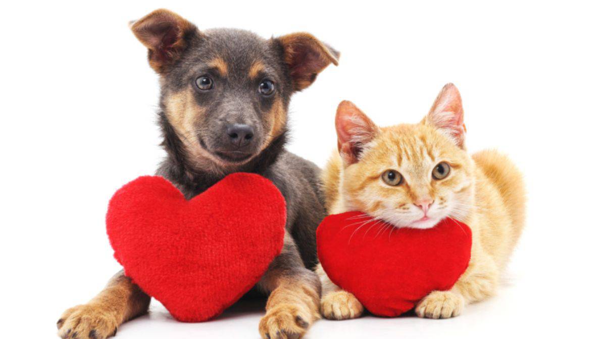 San Valentino Cartoni Animati Animali Domestici Cuccioli Di Cane Cani Cuori Illustrazione di Stock - Illustrazione di cutest, amore: 266568604