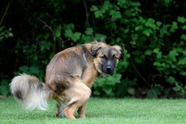 cane ti fissa mentre fa cacca