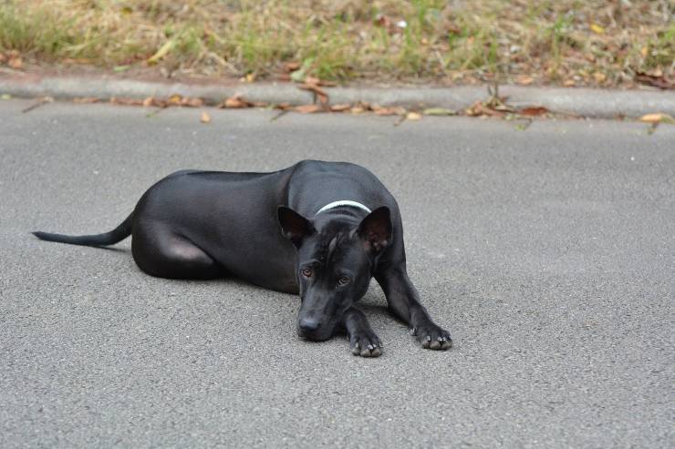 thai-ridgeback