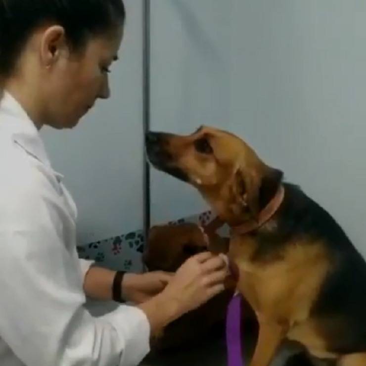 cane veterinario dolce