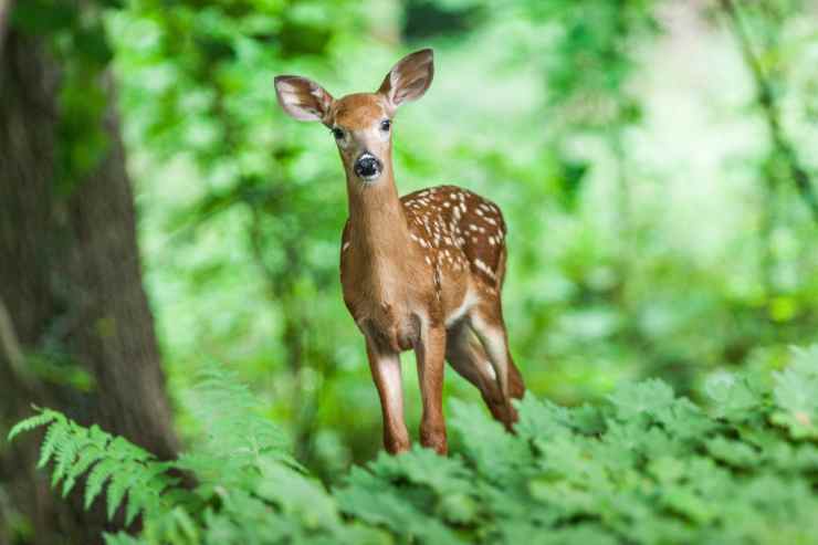 Il cervo nel bosco (Foto Pixabay)