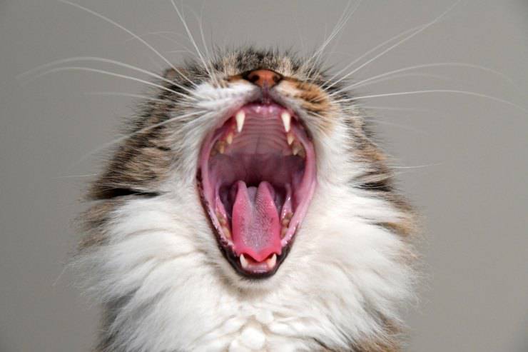 gatto urla rabbia