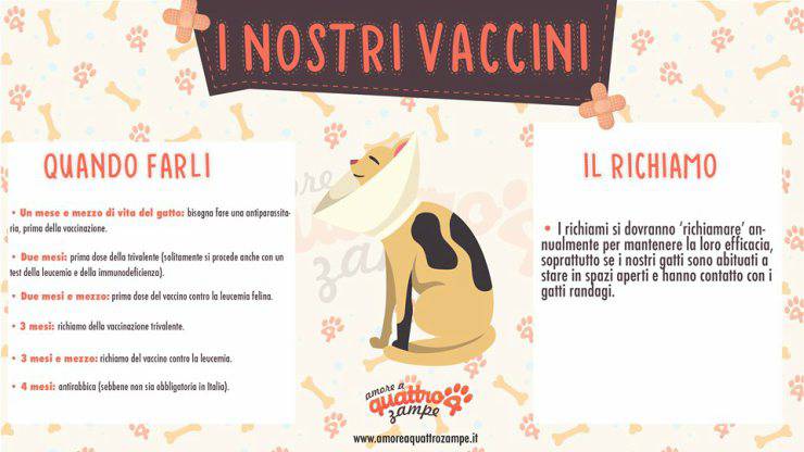 Schema riassuntivo vaccinazioni per gatti
