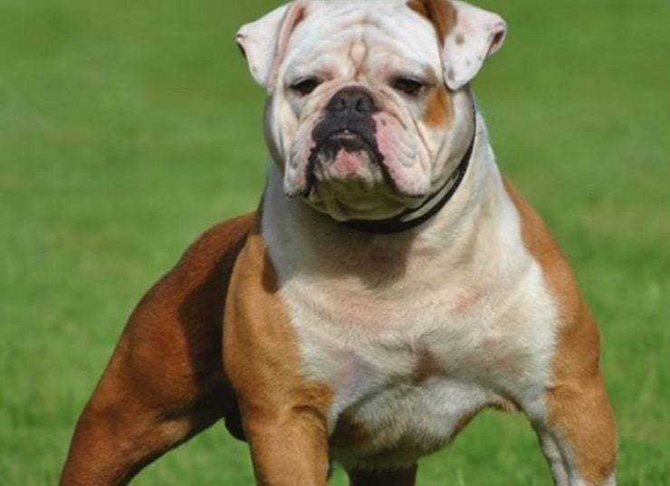 Il vecchio bulldog inglese