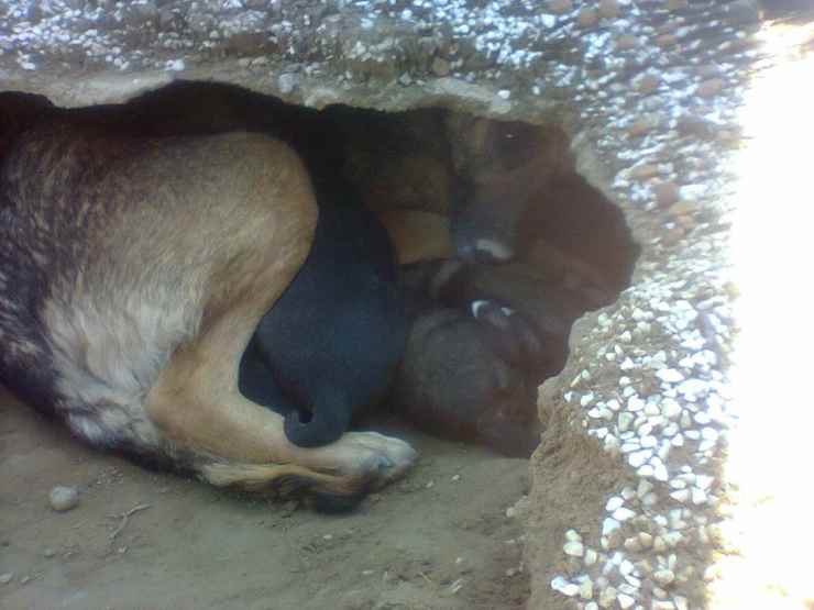 Il cane e i cuccioli (Foto Facebook)