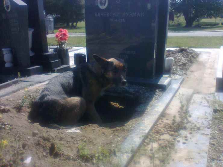 La cagna nella buca al cimitero (Foto Facebook)