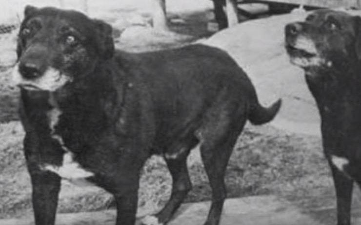 Il cane d'acqua San Giovanni