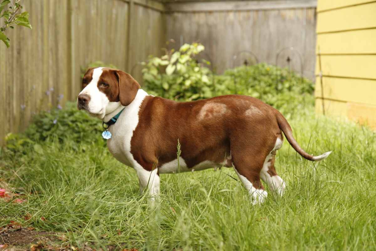 Perché il cane perde il pelo