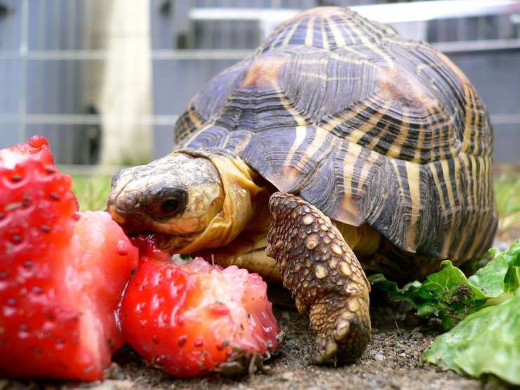 tartaruga mangia frutta