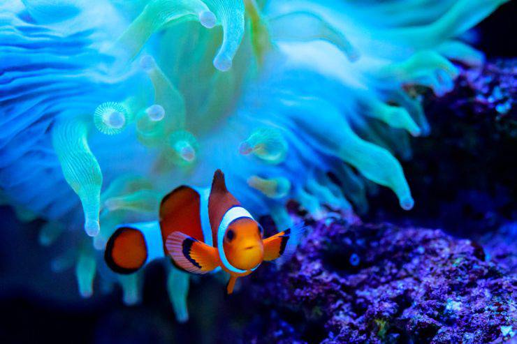pesce pagliaccio anemone