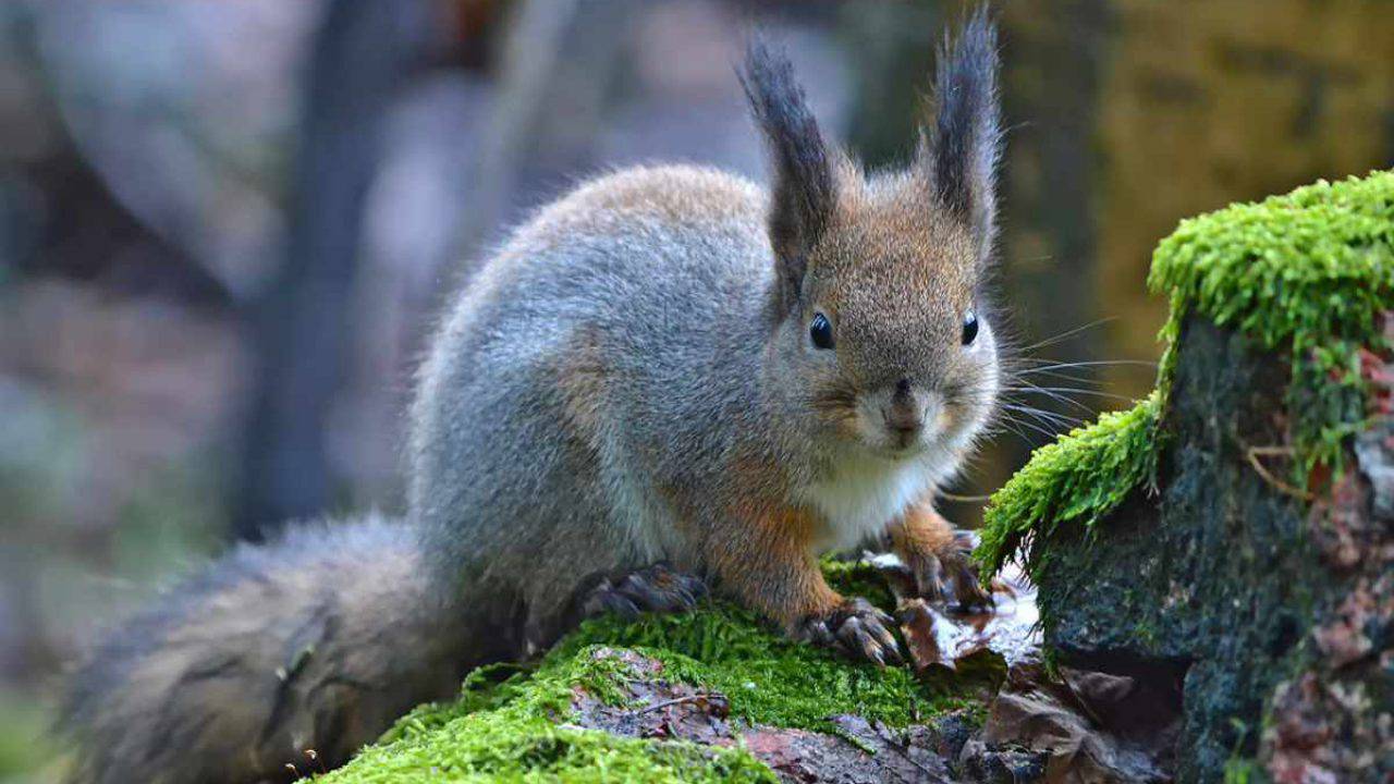 Avere Uno Scoiattolo Come Animale Domestico A Cosa Andiamo Incontro