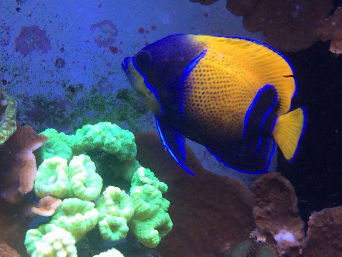 Il pesce angelo 10 fatti poco noti di questo meraviglioso animale