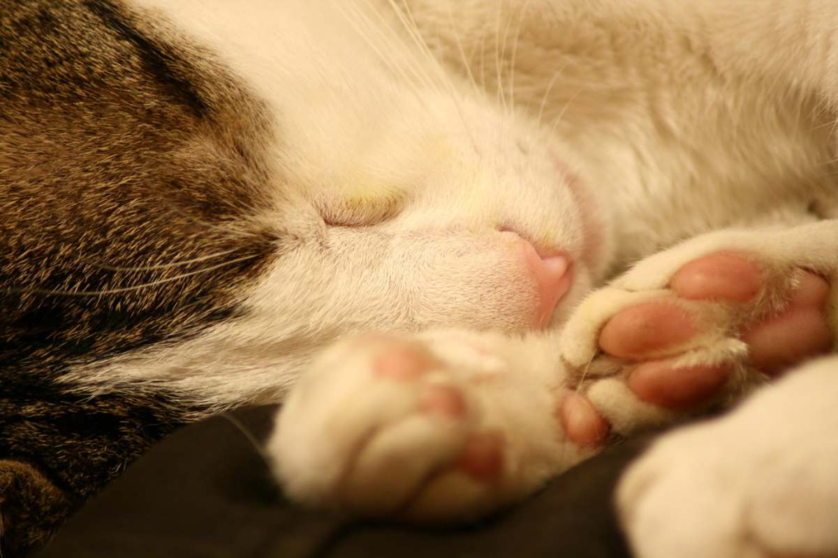 Sognare Il Proprio Gatto Morto Che Ritorna