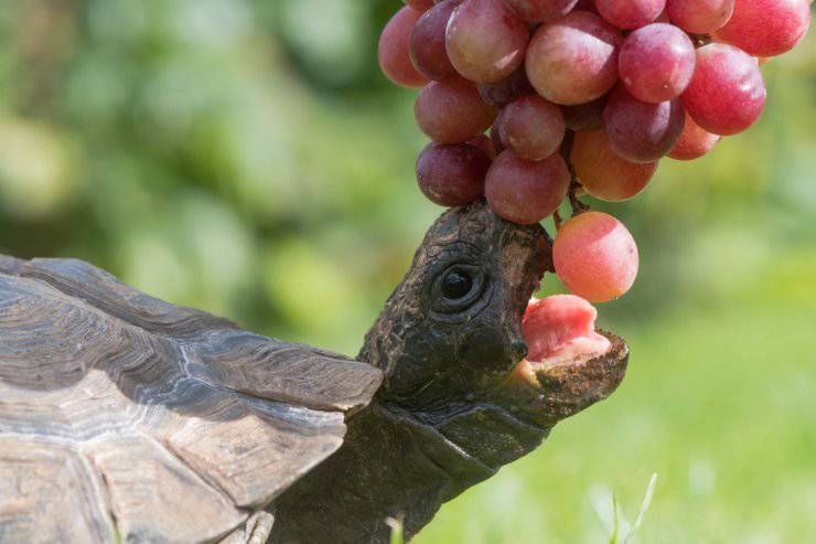 snack alla tartaruga