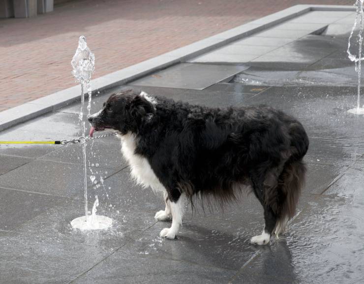acqua fredda cane