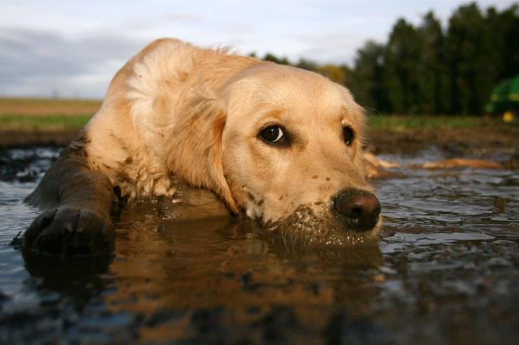 cane sporco fango