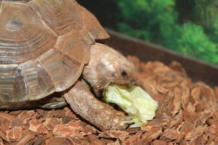 tartarughe cibo adatto