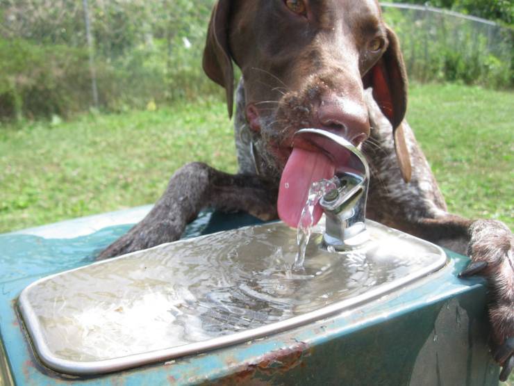 cane bere acqua fredda