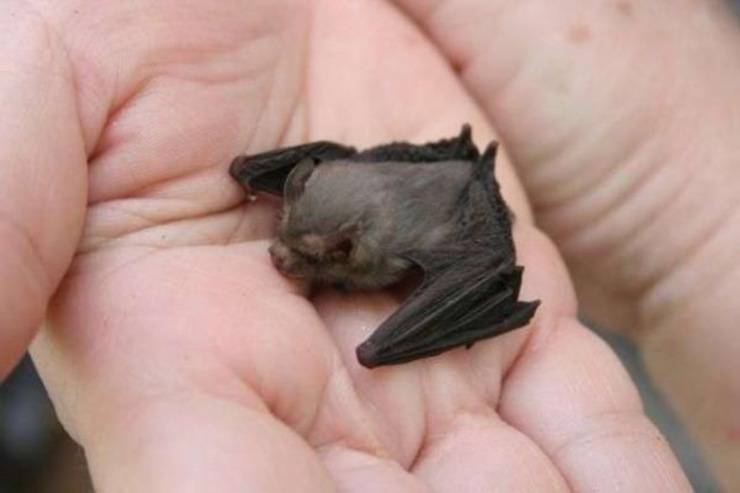 pipistrello calabrone farfalla